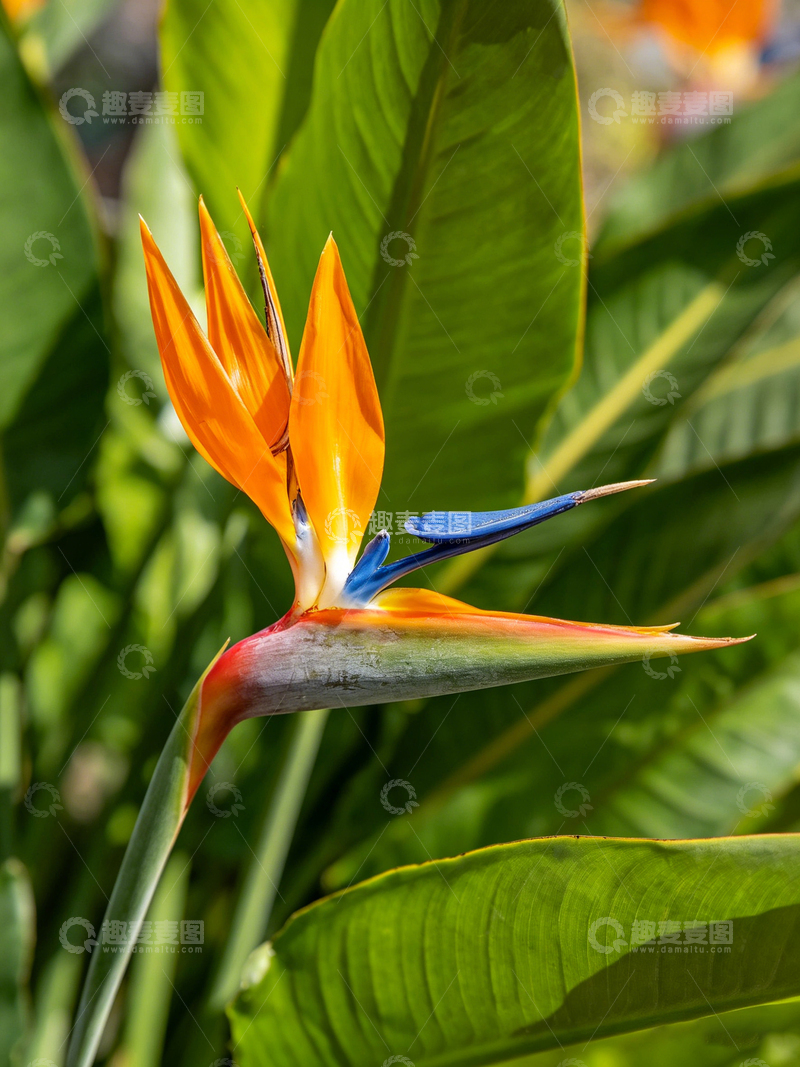 高清大图下载【趣麦麦图】热带花卉鸟翼飞翔