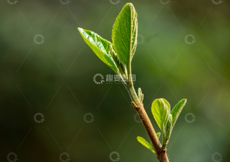 高清大图下载【趣麦麦图】新芽嫩叶微距特写生机盎然的画面素材