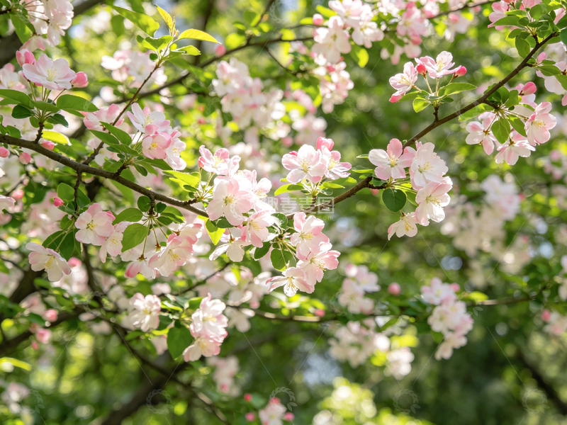 高清大图下载【趣麦麦图】春日海棠花盛开美景