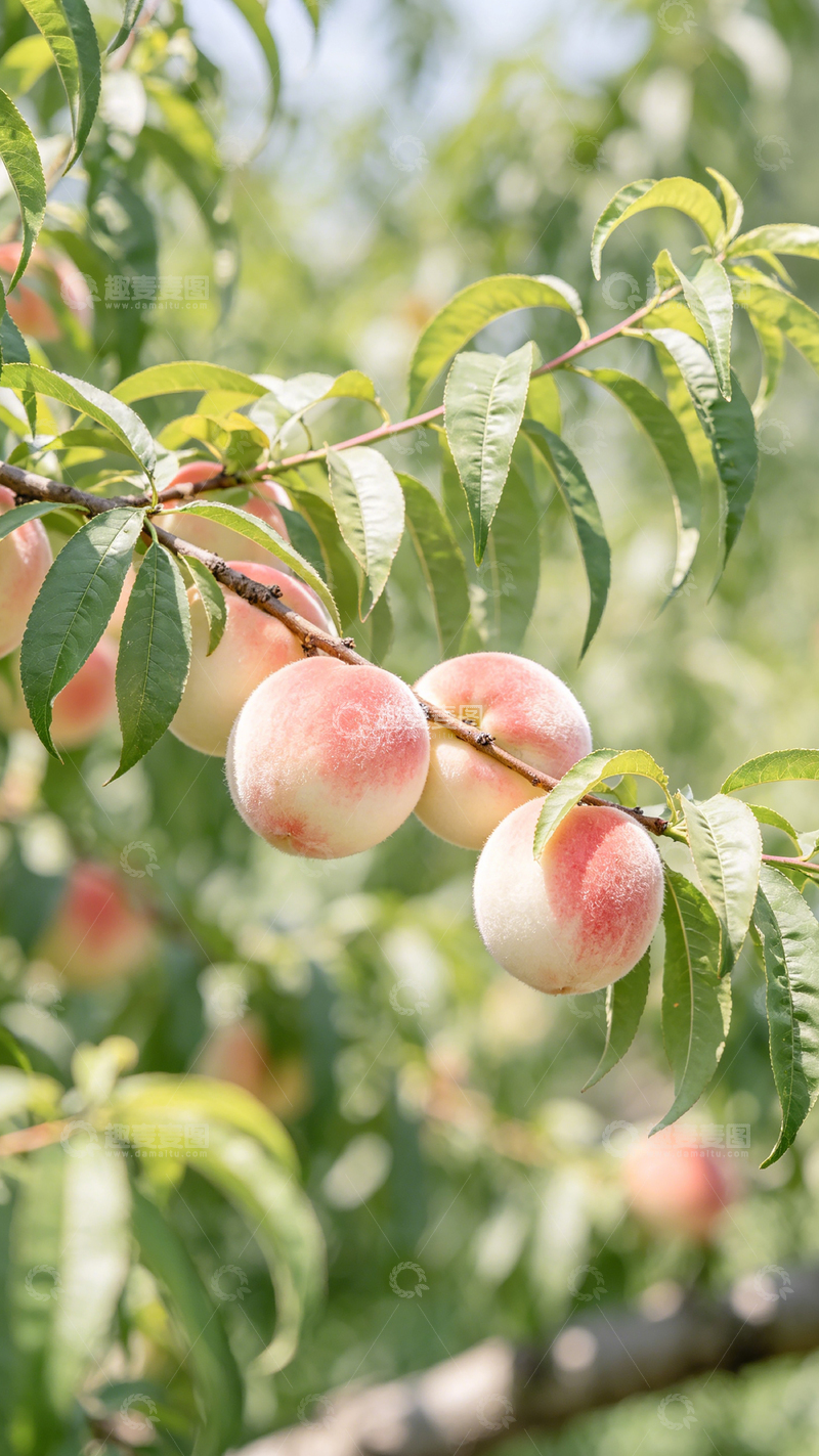 高清大图下载【趣麦麦图】桃树丰收季节果实满枝