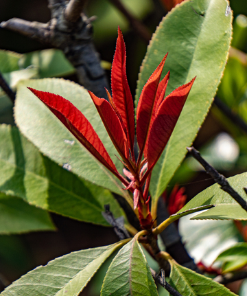 红叶新生绿叶背景植物素材摄影