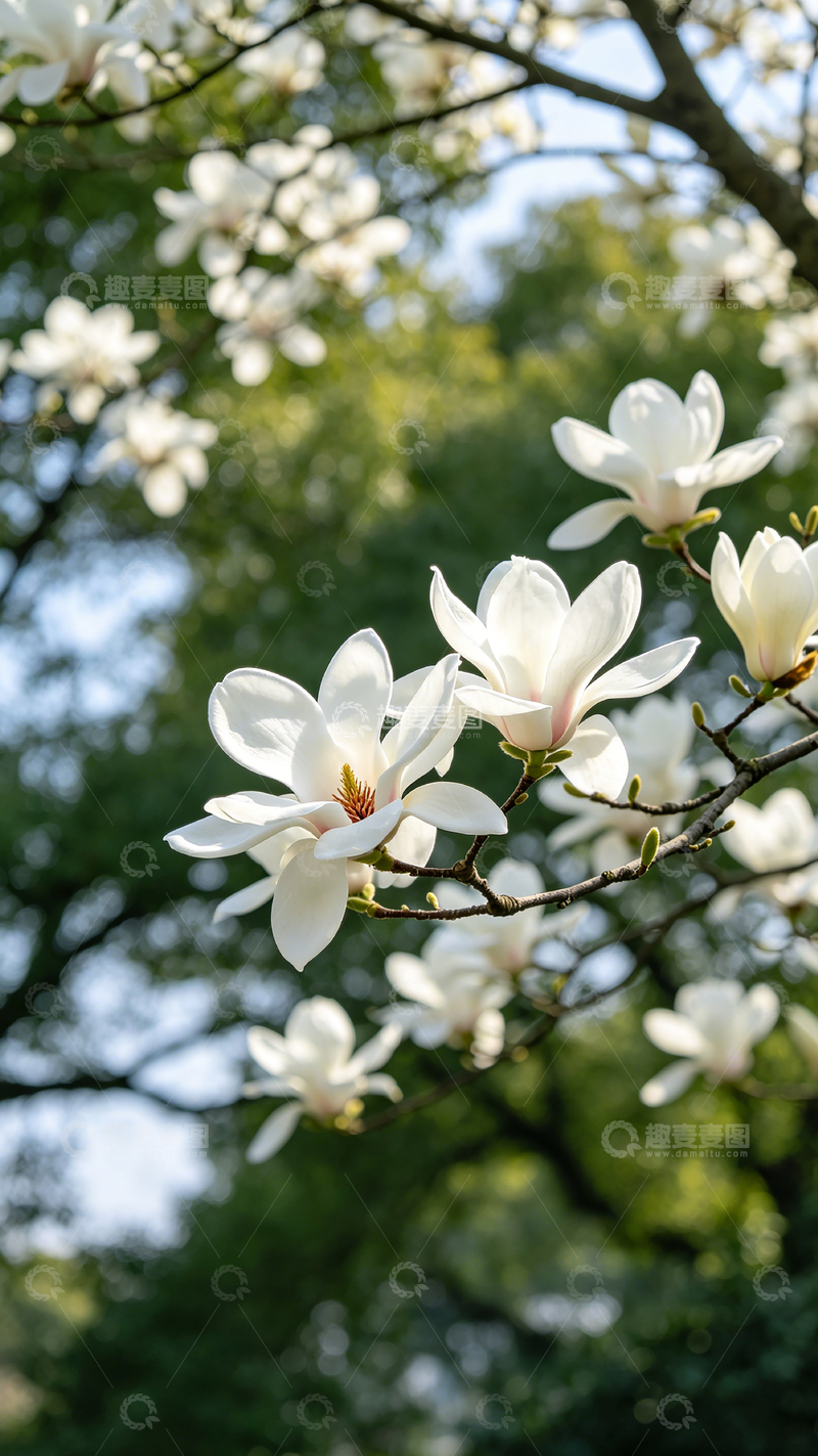 高清大图下载【趣麦麦图】白玉兰花盛开自然风光