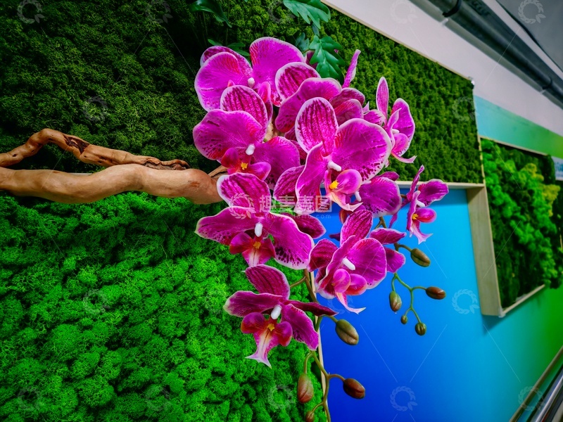 高清大图下载【趣麦麦图】自然风格兰花艺术壁画