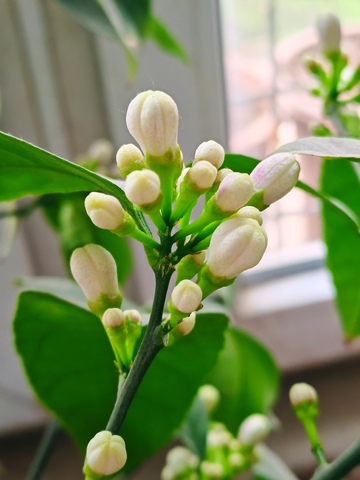 绿叶白花生机盎然