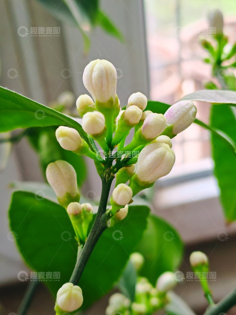 高清大图下载【趣麦麦图】绿叶白花生机盎然