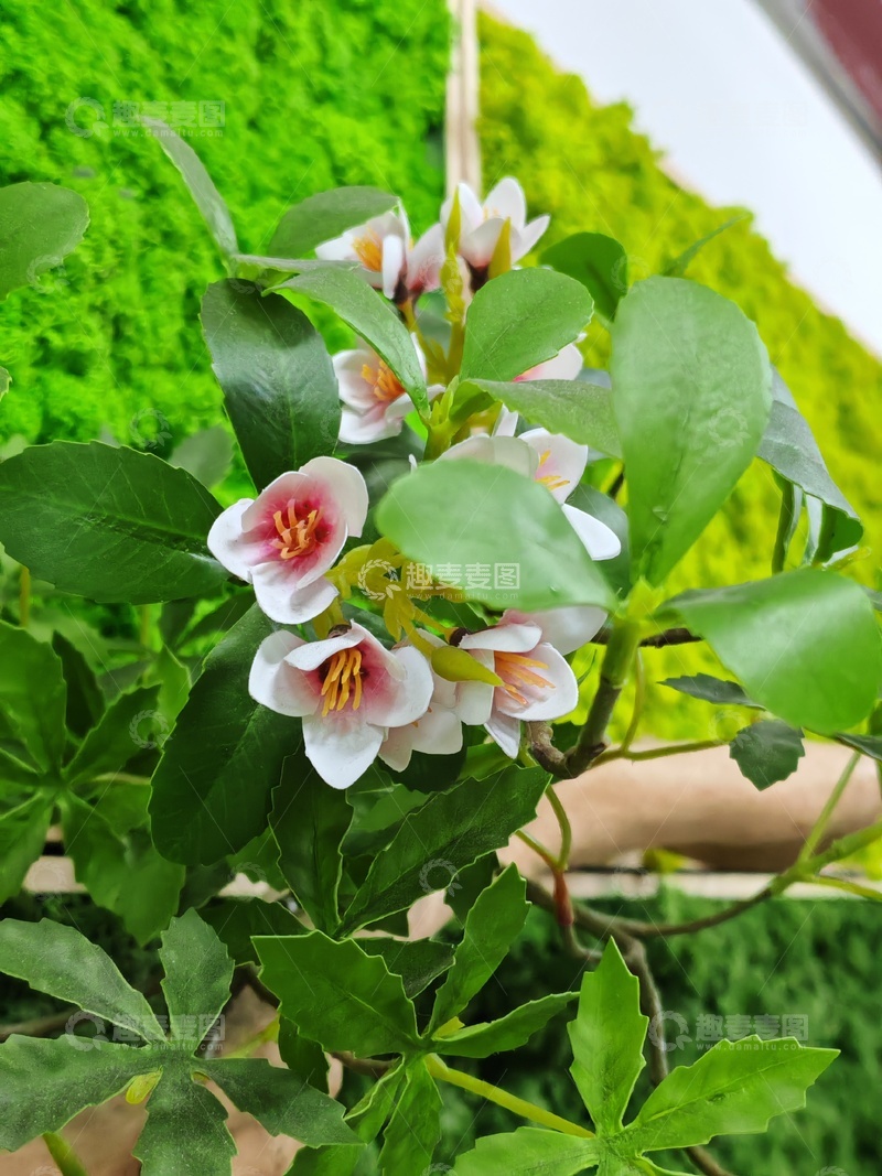 高清大图下载【趣麦麦图】绿植花卉特写摄影图