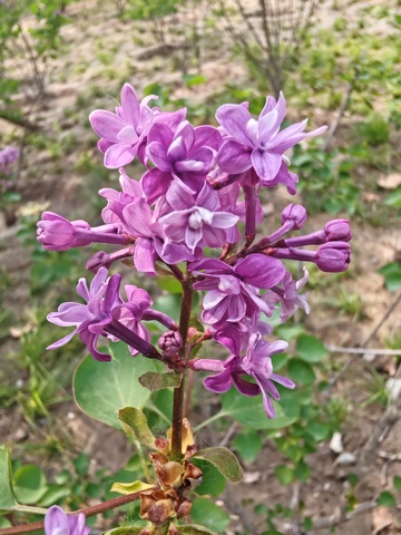 紫丁香盛开自然风景