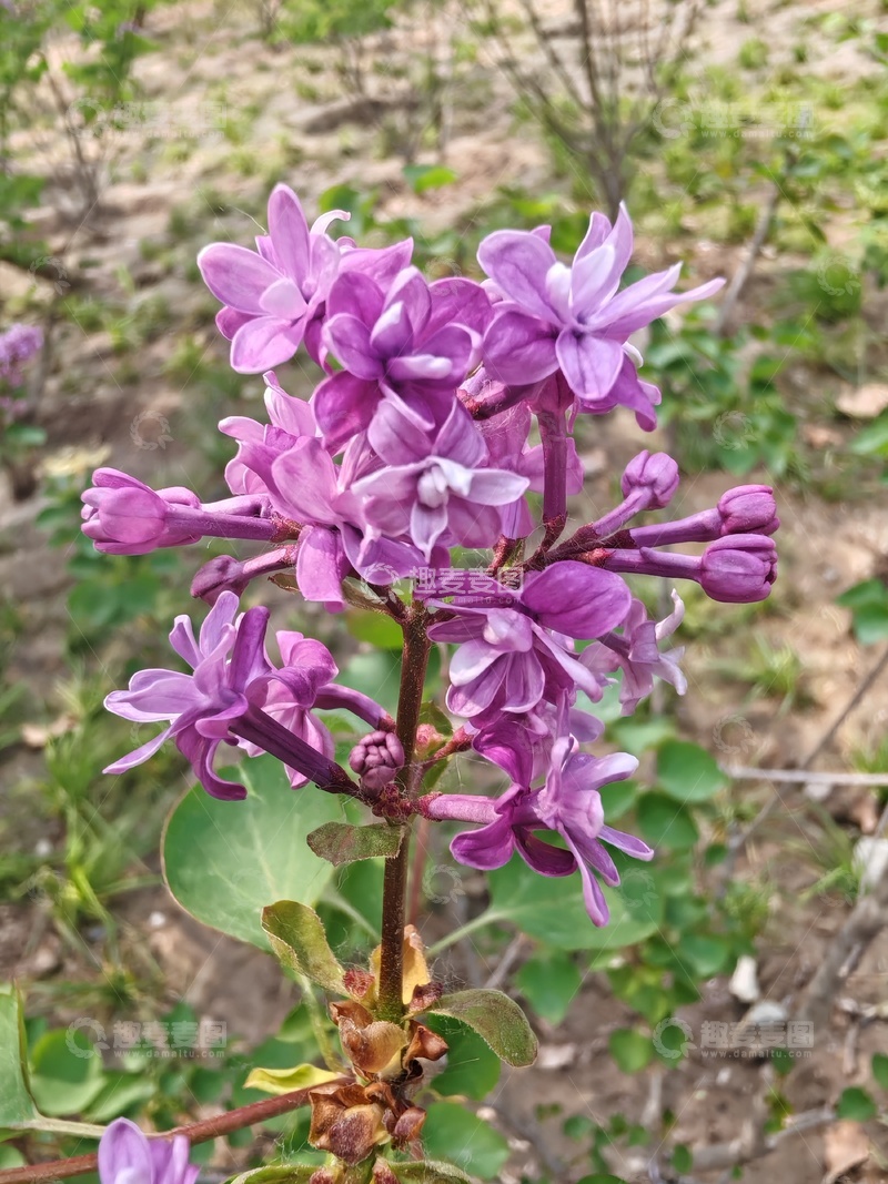 高清大图下载【趣麦麦图】紫丁香盛开自然风景