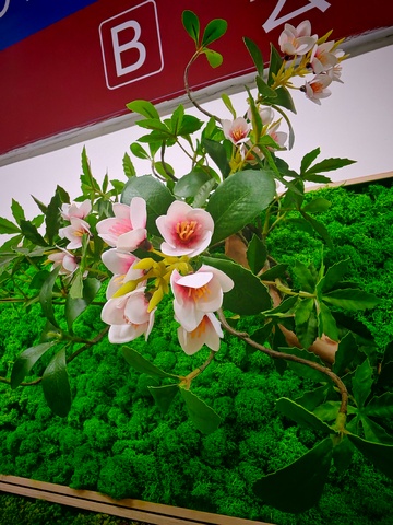 绽放粉花绿背景装饰图