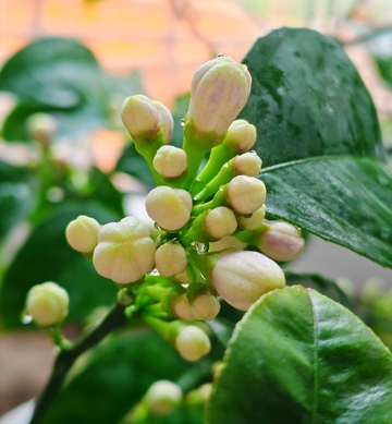 绿叶植物花蕾特写
