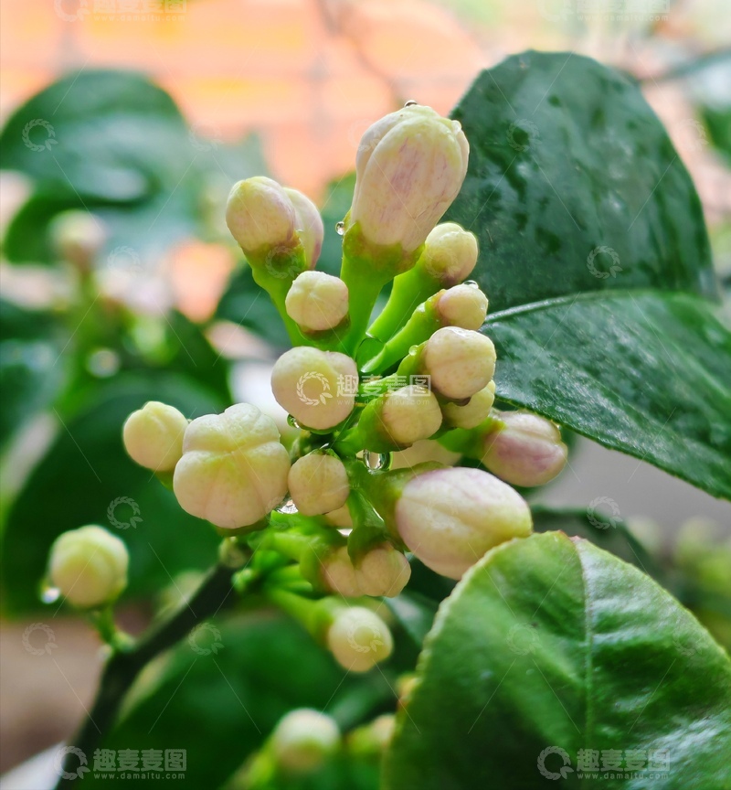 高清大图下载【趣麦麦图】绿叶植物花蕾特写
