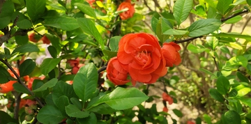 鲜艳红花植物摄影