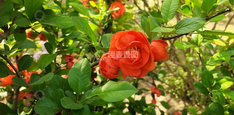 高清大图下载【趣麦麦图】鲜艳红花植物摄影