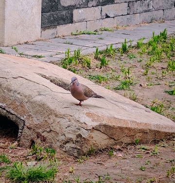 城市角落鸽子栖息