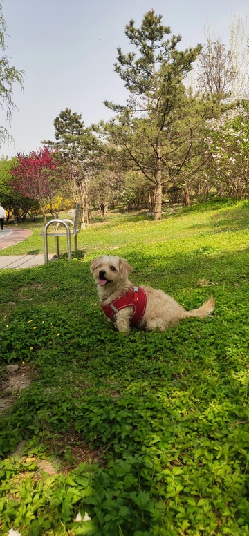 春日公园金毛犬休闲时光