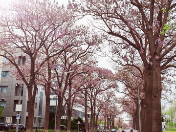 樱花盛开城市街道春光