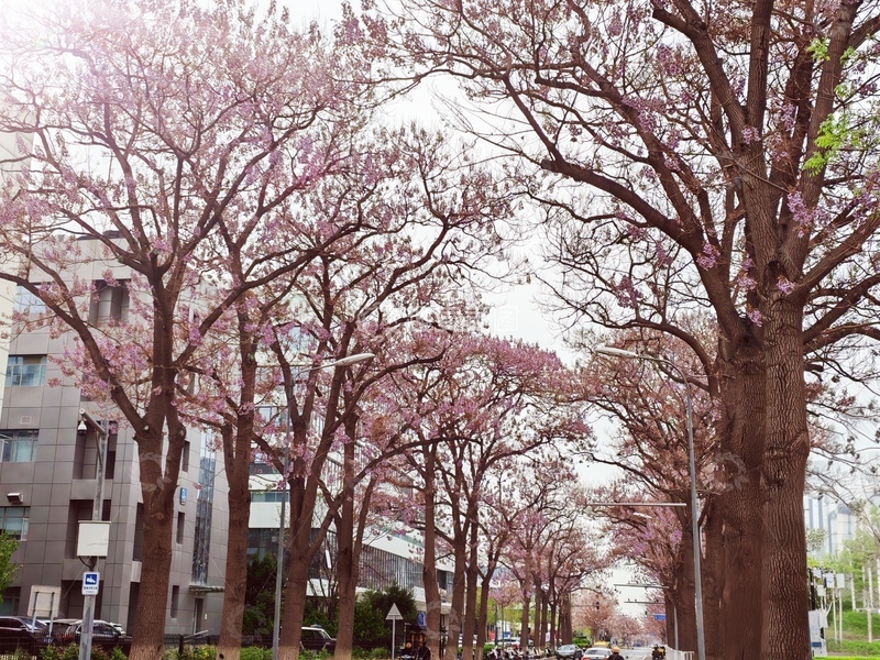 高清大图下载【趣麦麦图】樱花盛开城市街道春光
