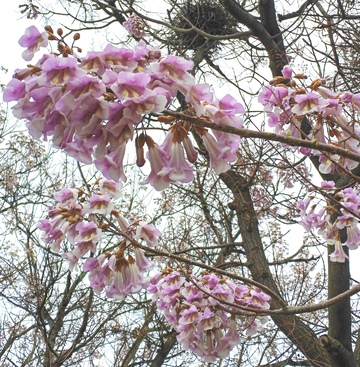 春日紫花盛开自然美景