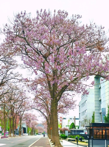 城市樱花盛开街景