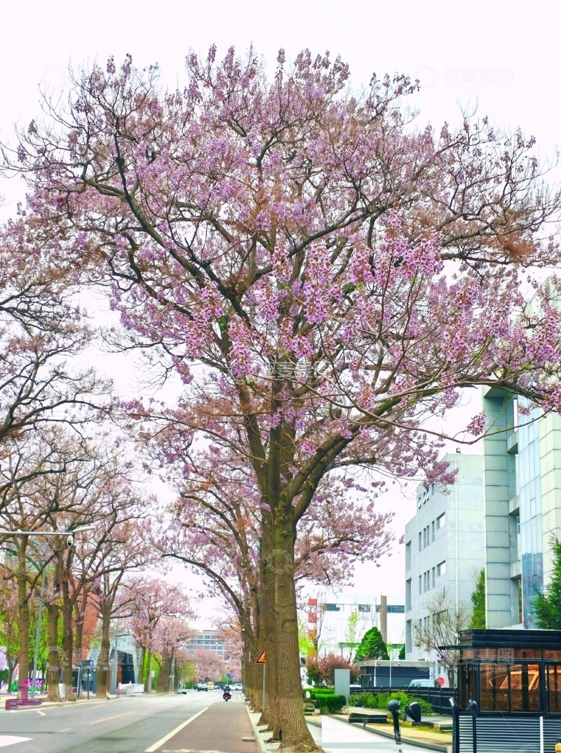 高清大图下载【趣麦麦图】城市樱花盛开街景