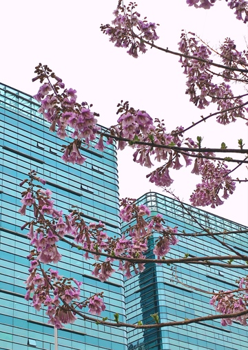 都市春日紫藤花与玻璃幕墙