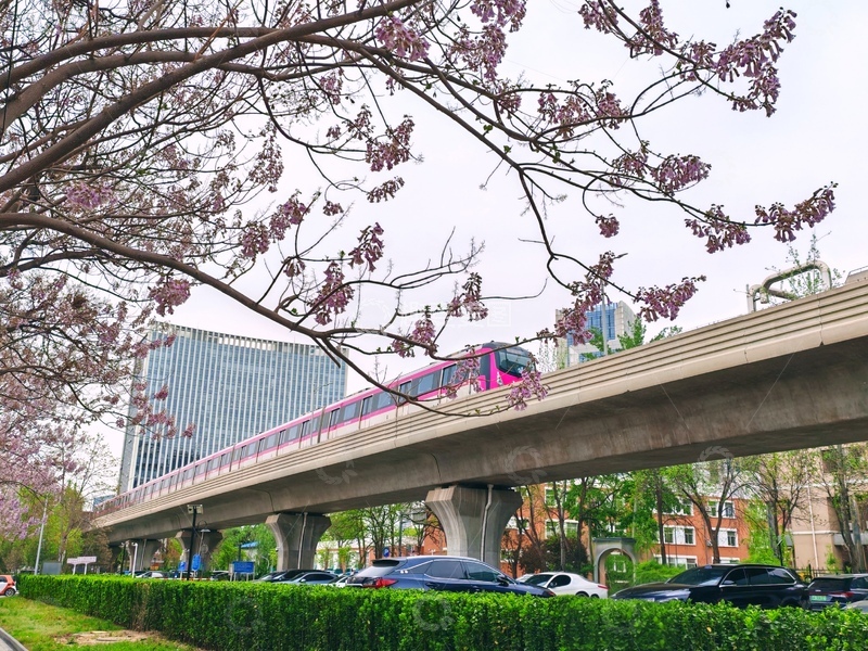 高清大图下载【趣麦麦图】-樱花盛开城市高架