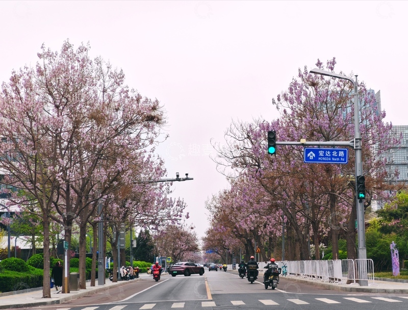 高清大图下载【趣麦麦图】-樱花盛开城市街道风光摄影