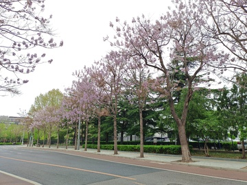春天街道泡桐花盛开花盛开
