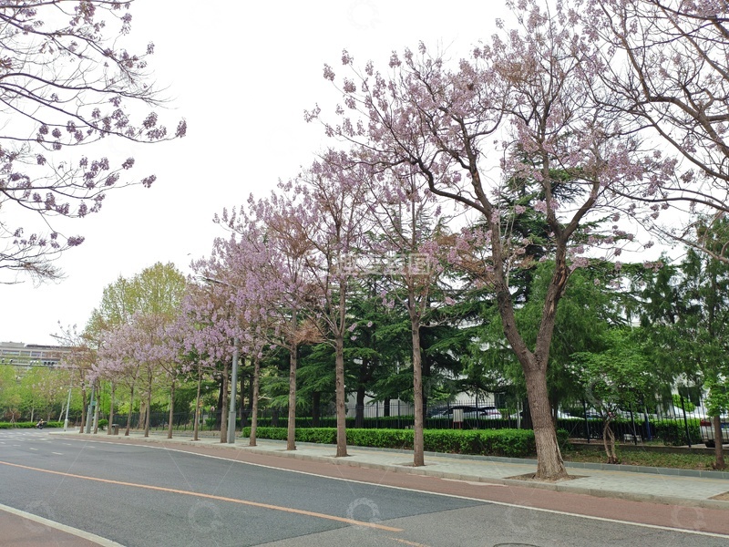 高清大图下载【趣麦麦图】春天街道泡桐花盛开花盛开