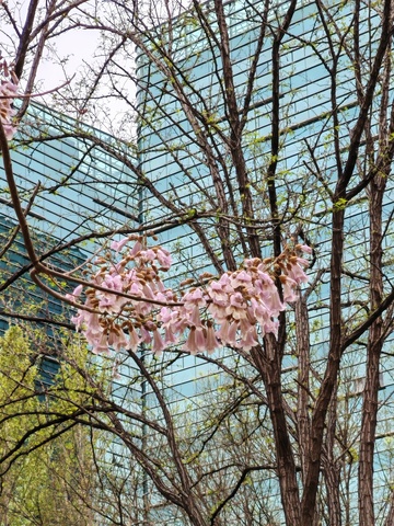 春日泡桐花盛开盛开玻璃幕墙