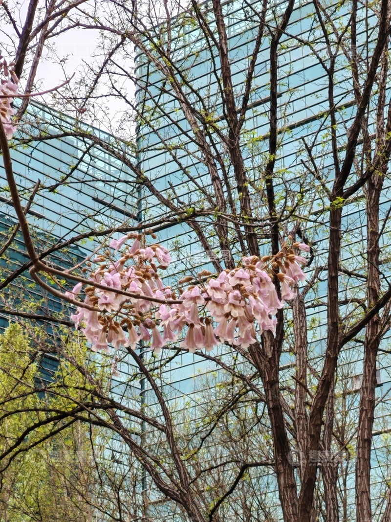 高清大图下载【趣麦麦图】春日泡桐花盛开盛开玻璃幕墙