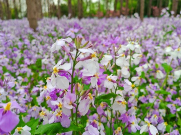 紫色花海春日风光自然摄影