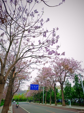 樱花大道春意浓街景