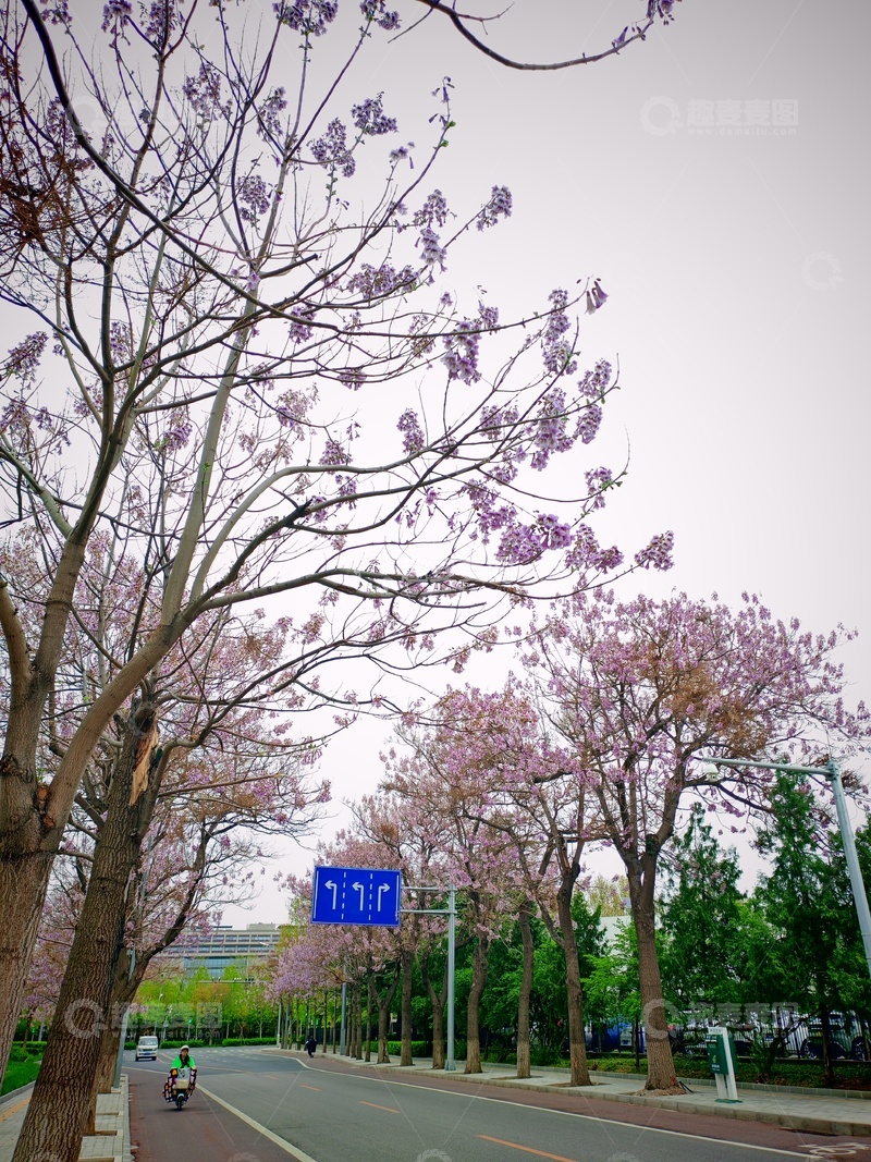 高清大图下载【趣麦麦图】-樱花大道春意浓街景