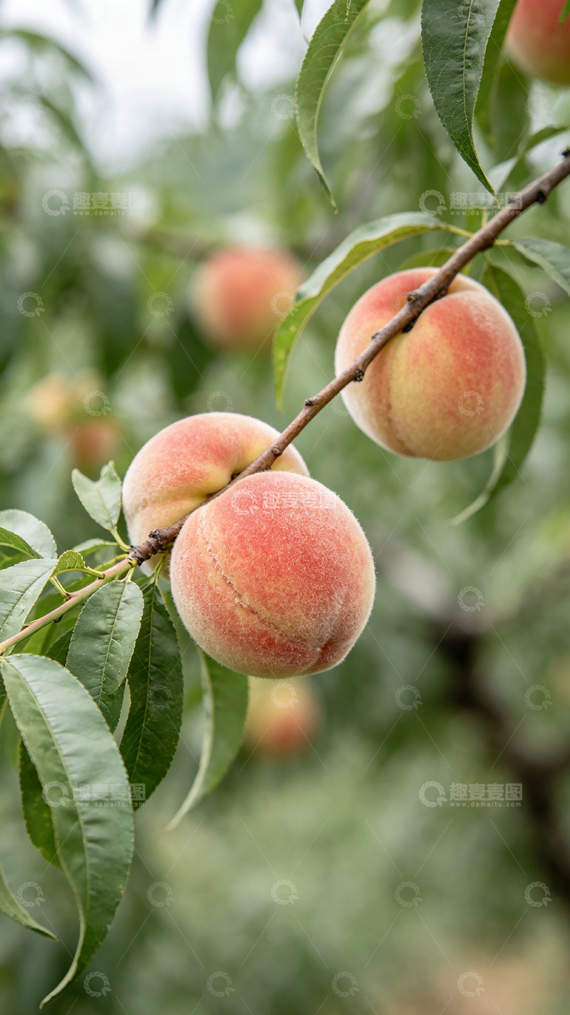 高清大图下载【趣麦麦图】果园桃子丰收季自然风光