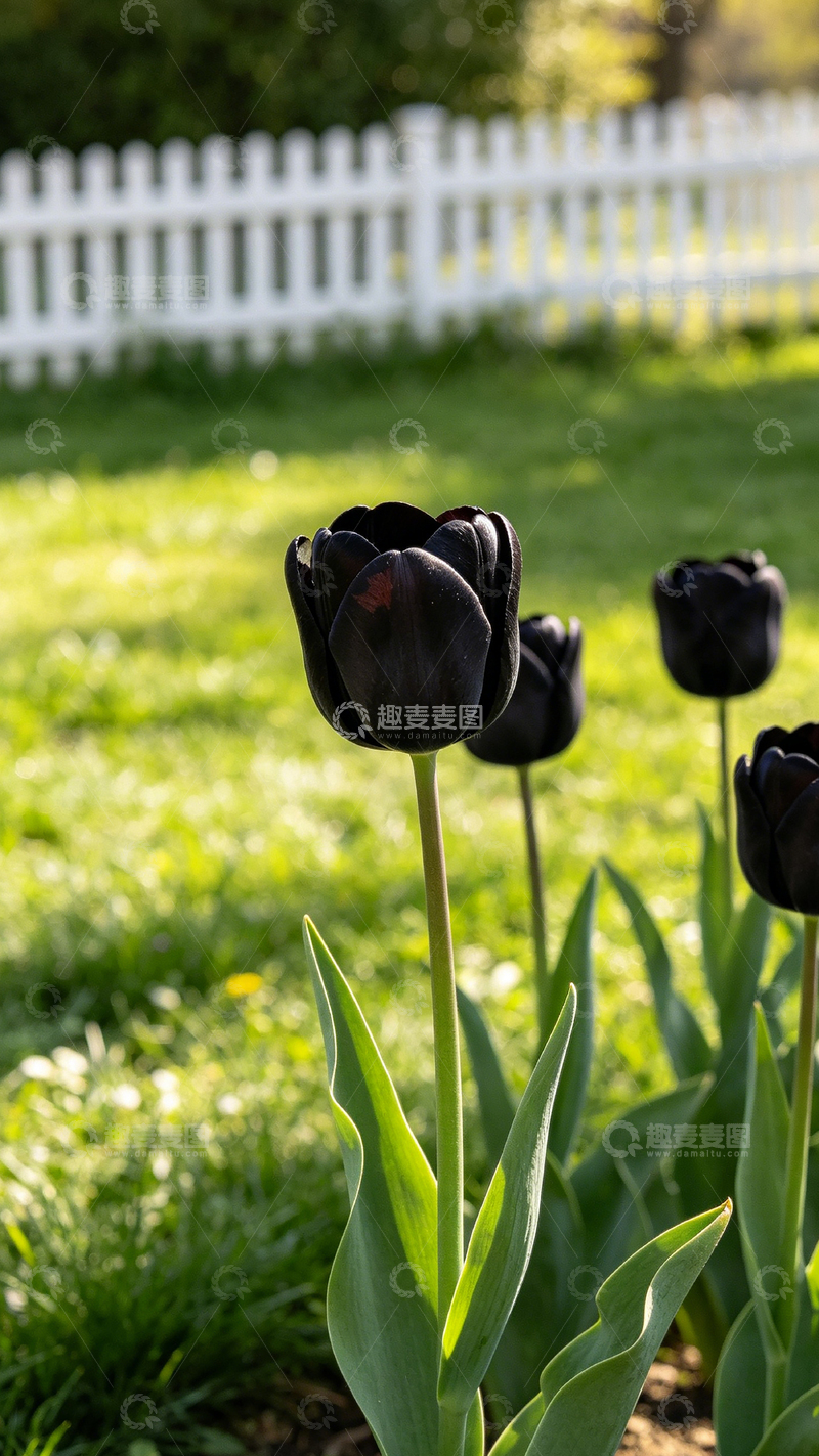 高清大图下载【趣麦麦图】黑色郁金香花园美景