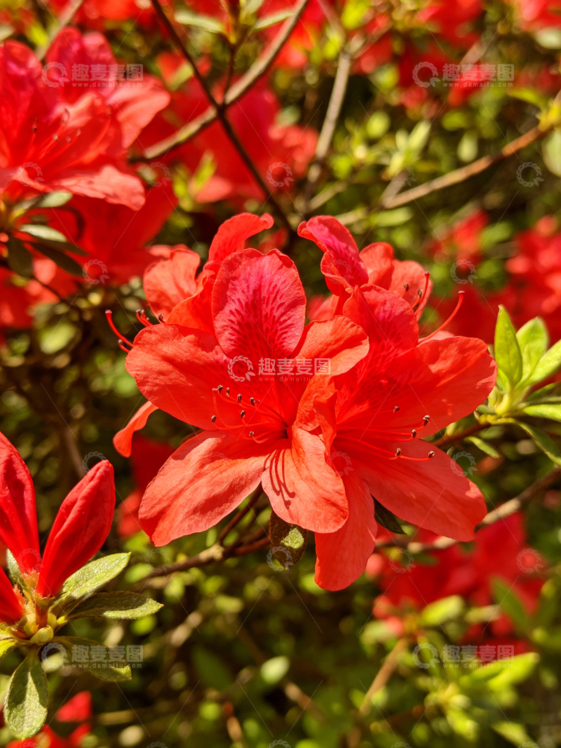 高清大图下载【趣麦麦图】鲜艳杜鹃花海自然风景