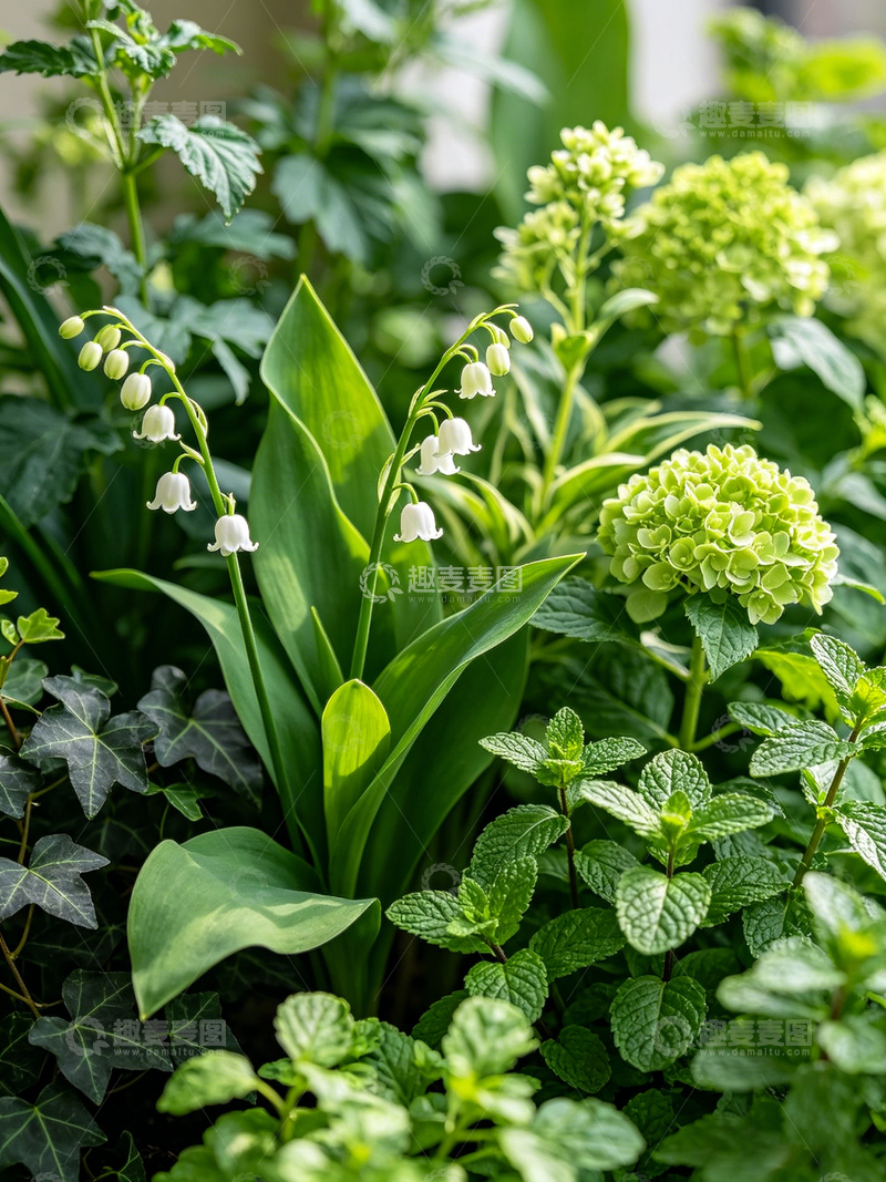 高清大图下载【趣麦麦图】清新绿植花园摄影