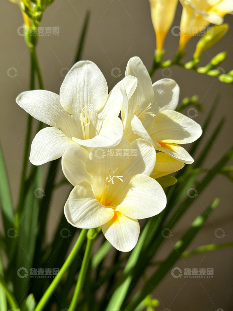 高清大图下载【趣麦麦图】清新水仙花特写摄影图片