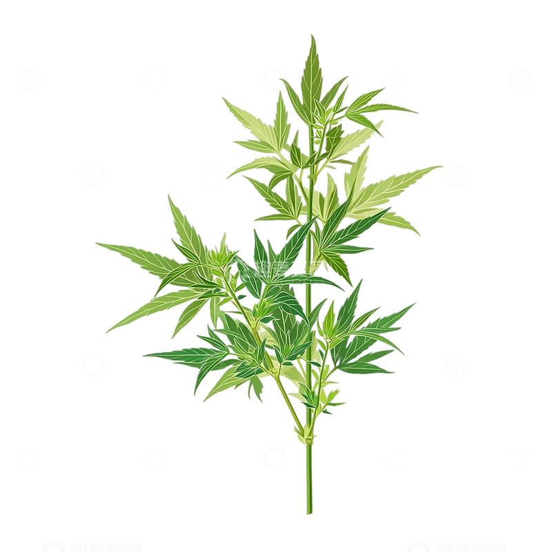 高清大图下载【趣麦麦图】迷幻之境艾草繁茂奇观