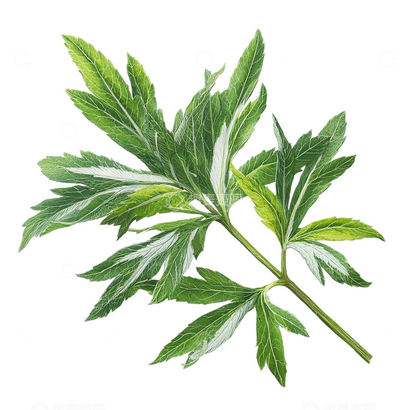 高清大图下载【趣麦麦图】藏于绿色深处的艾草奇迹