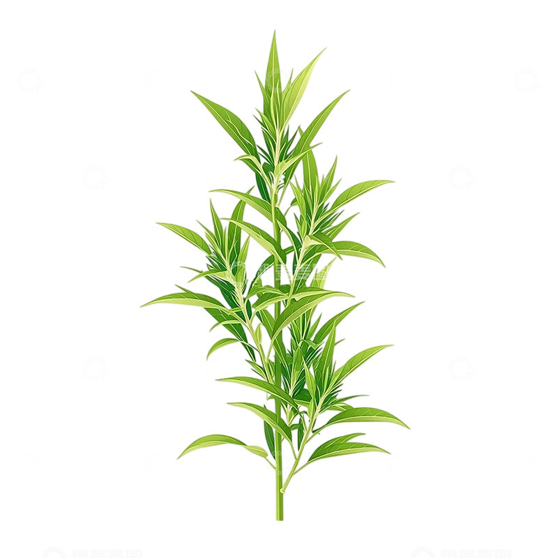 高清大图下载【趣麦麦图】药用艾草的自然奇迹