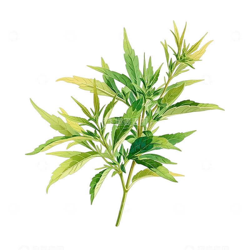 高清大图下载【趣麦麦图】生命力旺盛的艾草之魂