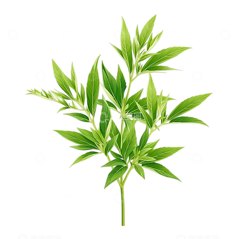高清大图下载【趣麦麦图】自然疗愈之艾草精粹