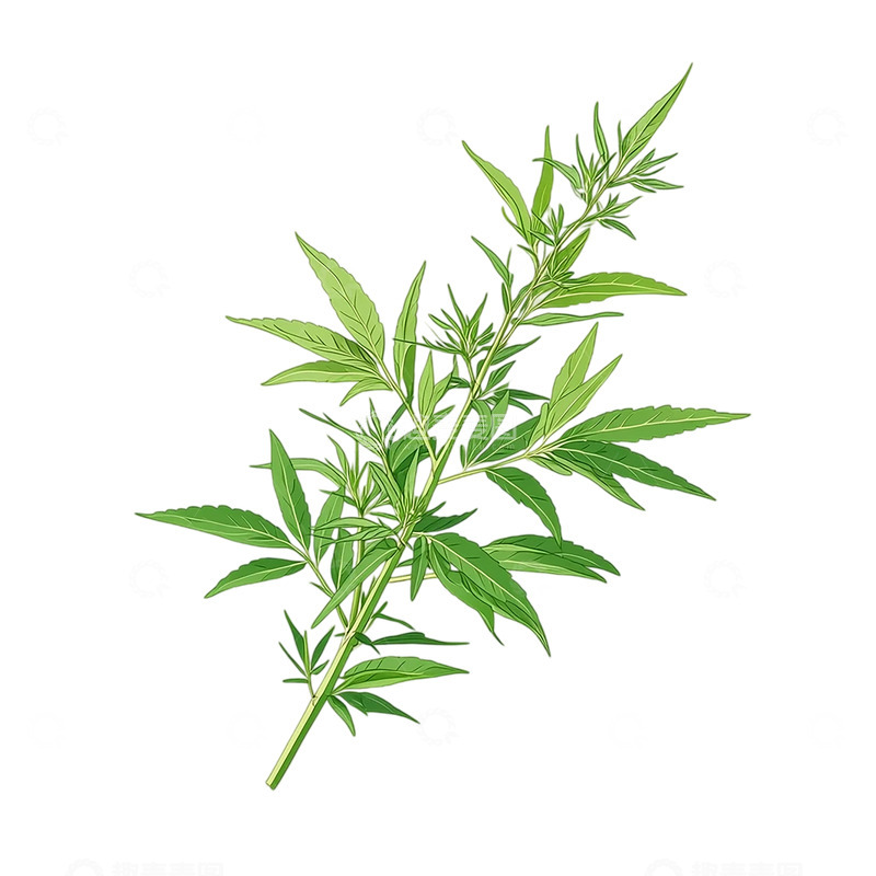 高清大图下载【趣麦麦图】风中摇曳的艾草律动