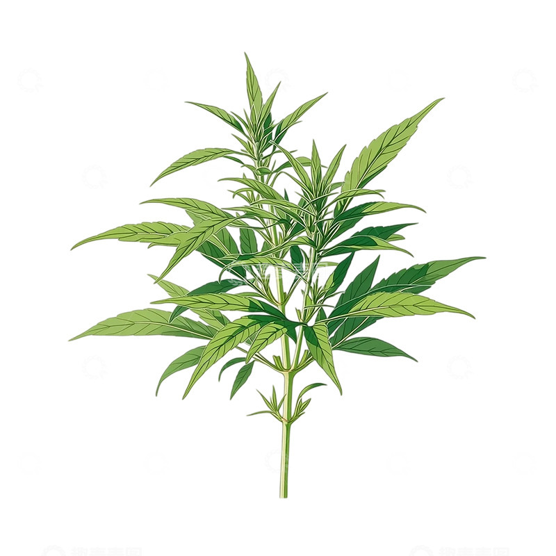 高清大图下载【趣麦麦图】艾草的生命律动与自然韵味