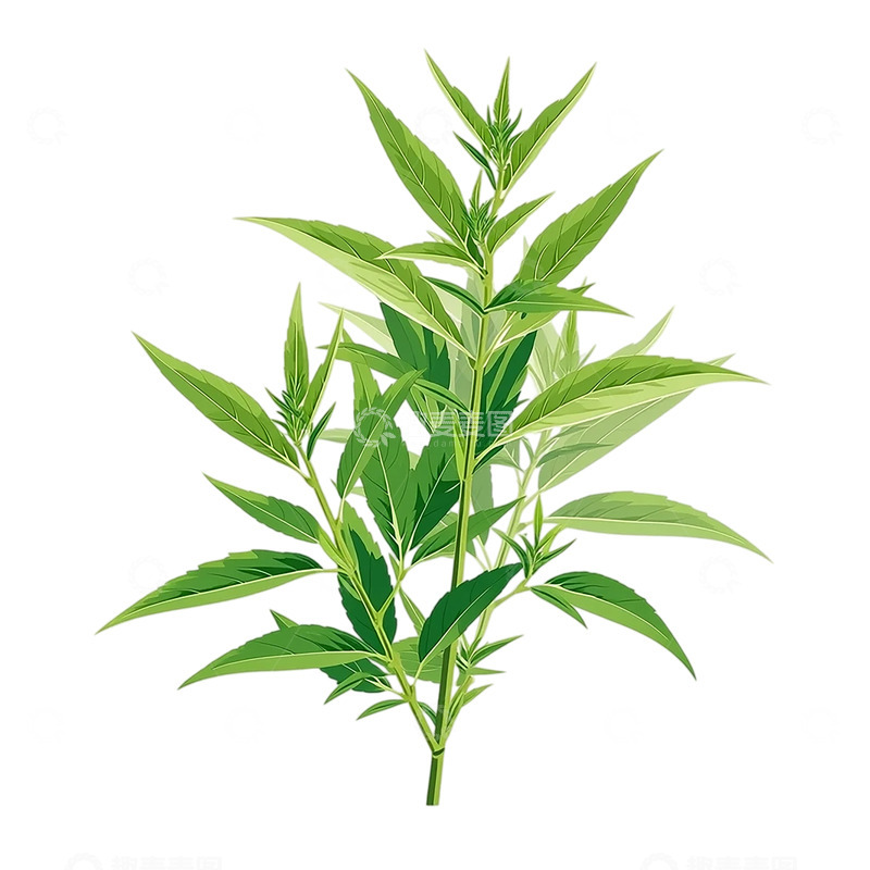 高清大图下载【趣麦麦图】艾草的生命奇迹与芳香传说