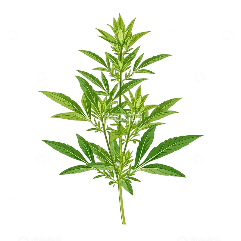 高清大图下载【趣麦麦图】药用艾草的生命之舞