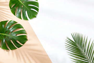 ins 极简绿植光影平面背景