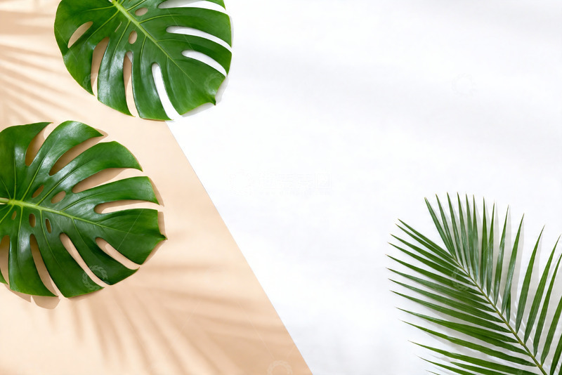 高清大图下载【趣麦麦图】ins 极简绿植光影平面背景